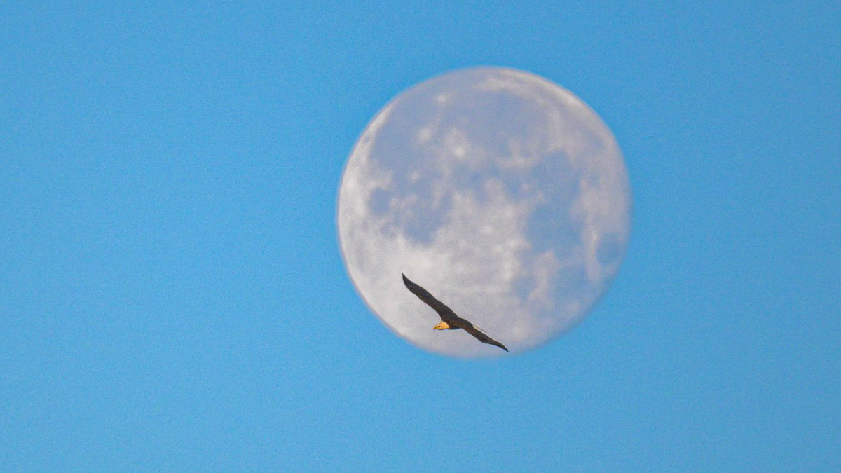 完売再製作 2,500円OFF◎Volan◎MOON FLEX 3◎10inch Full Harvest Moon a supermoon rose along with overnight SpaceX